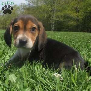 Indy, Beagle Puppy